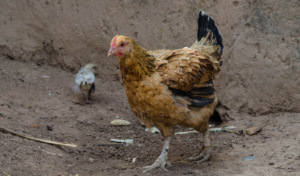 Chicken roaming in Ghana.