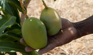 Fruit being grown and harvested in Ghana. Photo by Harvey Wang