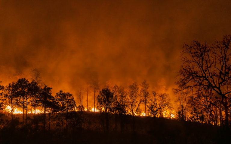 Support Those Affected by the Southern California Wildfires